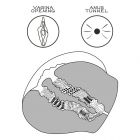 STREETGIRL'S #13 BLACK